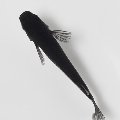 めだか) オロチメダカ （約２cm）（３匹） 【水槽/熱帯魚/観賞魚/飼育】【生体】【通販/販売】【アクアリウム/あくありうむ】 の通販はau PAY  マーケット - 熱帯魚通販のネオス | au PAY マーケット－通販サイト