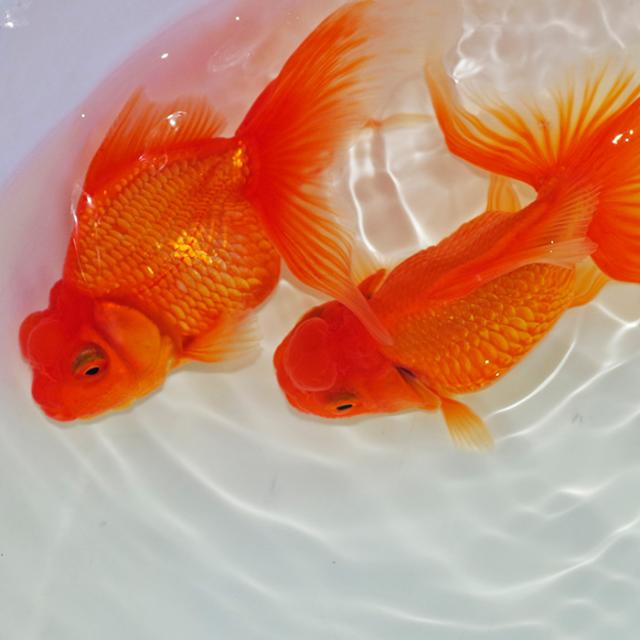 (金魚 生体)国産　浜錦（コブあり）（8cm前後）（１匹）