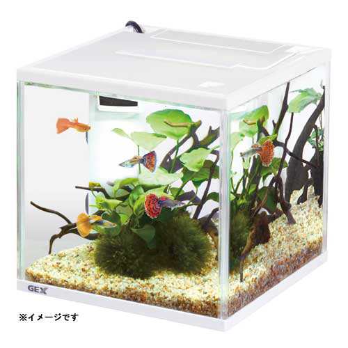 GEX サイレントフィットアルファ LEDセット 250CUBE 水槽セット 飼育