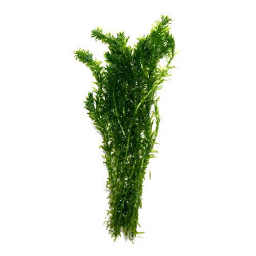 水草 アナカリス 金魚藻 １０本 水槽 熱帯魚 観賞魚 飼育 生体 通販 販売 アクアリウム あくありうむ の通販はau Pay マーケット 熱帯魚通販のネオス