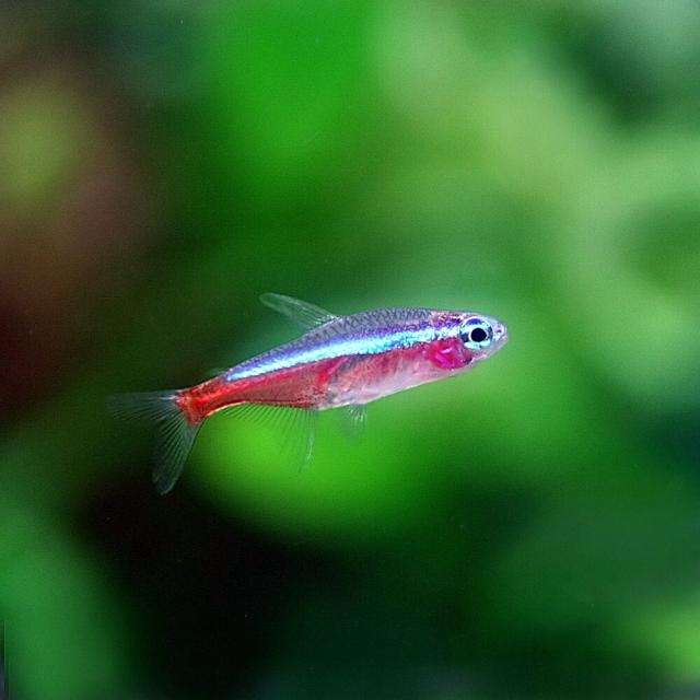 (熱帯魚)カージナルテトラ【ブリード】（Mサイズ　約１.５-２cm）（５０匹） 4,420円
