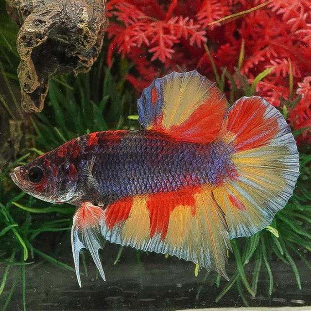 (熱帯魚)1点物ベタ　タイフラッグ　オス ♂　018　(約4-5cm)(1匹)