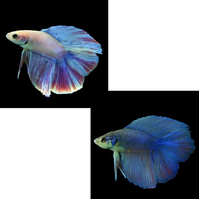 熱帯魚様 熱帯魚 ダブルテールベタ オス ファンシー 06M0801-020