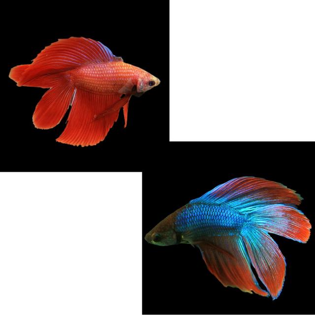 熱帯魚様 熱帯魚 ダブルテールベタ オス ファンシー 06M0801-012