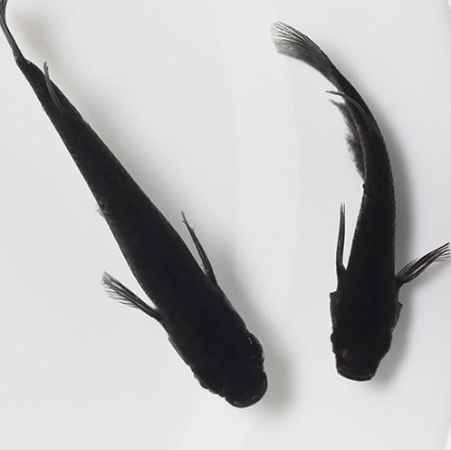 (めだか)オロチメダカ　（約２cm）（１０匹）の通販は