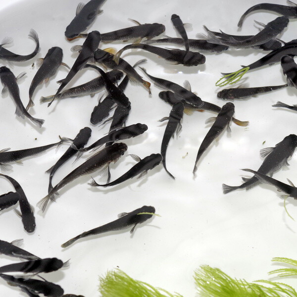 (めだか)オロチメダカ　（約２cm）（１０匹）の通販は