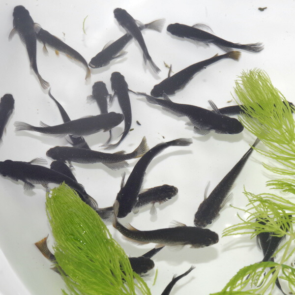 (めだか)オロチメダカ　（約２cm）（１０匹）の通販は