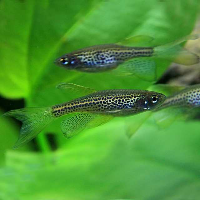 熱帯魚 生体) ロングフィンレオパードダニオ （約３cm）（５匹） 【水槽/熱帯魚/観賞魚/飼育】【生体】【通販/販売】【アクアリウム/の通販はau  PAY マーケット - 熱帯魚通販のネオス