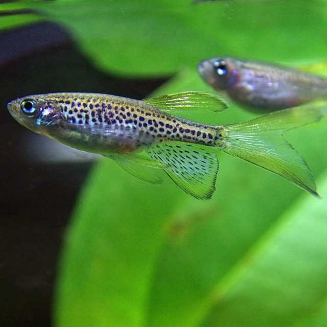 熱帯魚 生体 ロングフィンレオパードダニオ 約３cm ５匹 水槽 熱帯魚 観賞魚 飼育 生体 通販 販売 アクアリウム あの通販はau Pay マーケット 熱帯魚通販のネオス