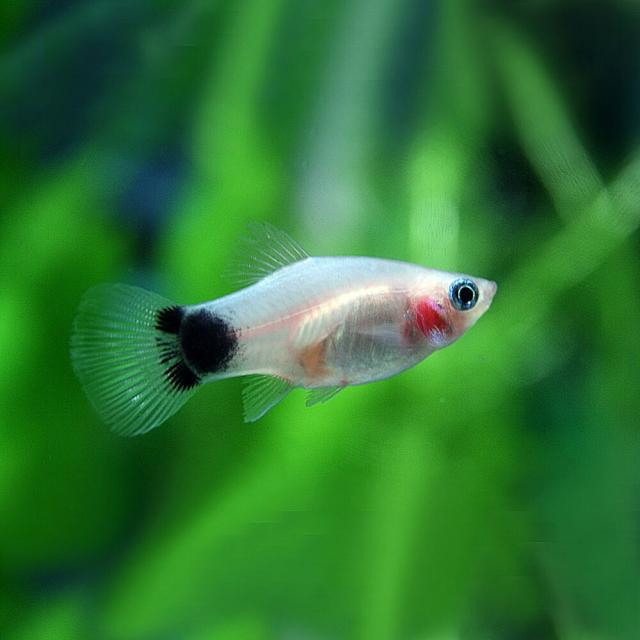 熱帯魚 生体 ホワイト ミッキーマウスプラティ 約３ ３ ５cm ６匹 水槽 熱帯魚 観賞魚 飼育 生体 通販 販売 アクアの通販はau Pay マーケット 熱帯魚通販のネオス