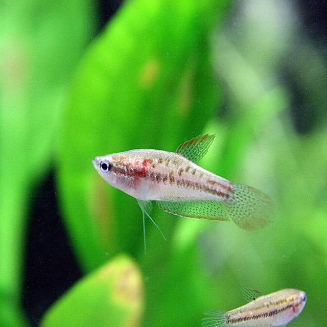 熱帯魚 生体 ピグミーグラミー 約２cm ３匹 水槽 熱帯魚 観賞魚 飼育 生体 通販 販売 アクアリウム あくありうむ の通販はau Pay マーケット 熱帯魚通販のネオス