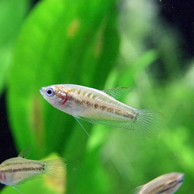 熱帯魚 生体 ピグミーグラミー 約２cm ３匹 水槽 熱帯魚 観賞魚 飼育 生体 通販 販売 アクアリウム あくありうむ の通販はau Pay マーケット 熱帯魚通販のネオス