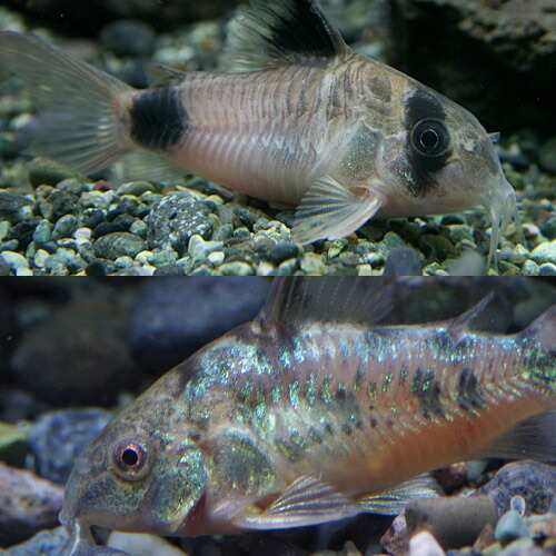 熱帯魚 生体 Co パレアタス 約３cm ５匹 Co パンダ ブリード 約２cm ５匹 水槽 熱帯魚 観賞魚 飼育 生体 通の通販はau Pay マーケット 熱帯魚通販のネオス