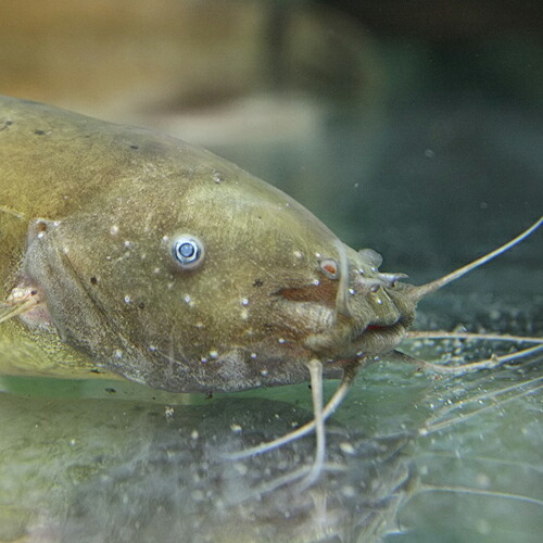 (熱帯魚 生体) デンキナマズ（電気ナマズ）　（約２０cm）（１匹） 【水槽/熱帯魚/観賞魚/飼育】【生体】【通販/販売】【アクアリウム/あくありうむ】 