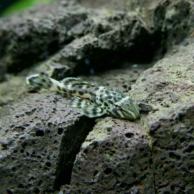 熱帯魚 生体 レインジャーインペリアルプレコ 約３cm ３匹 水槽 熱帯魚 観賞魚 飼育 生体 通販 販売 アクアリウム の通販はau Pay マーケット 熱帯魚通販のネオス