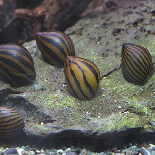 貝) シマカノコ貝 （-）（２匹） 【水槽/熱帯魚/観賞魚/飼育】【生体】【通販/販売】【アクアリウム/あくありうむ】 の通販はau PAY  マーケット 熱帯魚通販のネオス au PAY マーケット－通販サイト