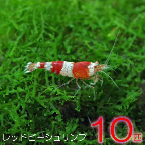 エビ オススメ レッドビーシュリンプ 約１cm １０匹 水槽 熱帯魚 観賞魚 飼育 生体 通販 販売 アクアリウム あの通販はau Pay マーケット 熱帯魚通販のネオス