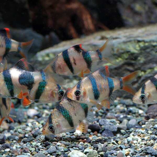 熱帯魚 生体 スマトラ 約２cm ６匹 ねったいぎょ 水槽 熱帯魚 観賞魚 飼育 生体 通販 販売 アクアリウム あくあの通販はau Pay マーケット 熱帯魚通販のネオス