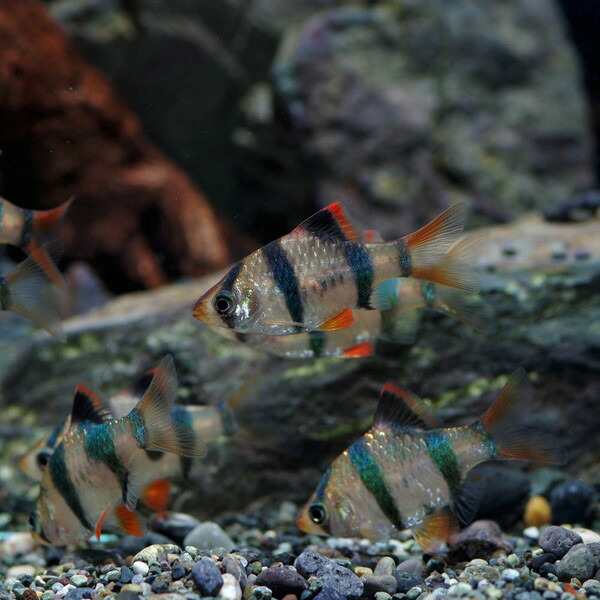 熱帯魚 生体) スマトラ （約２cm）（６匹） 【ねったいぎょ】【水槽/熱帯魚/観賞魚/飼育】【生体】【通販/販売】【アクアリウム/あくの通販はau  PAY マーケット - 熱帯魚通販のネオス