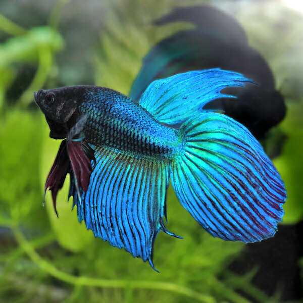 Betta    観賞魚　写真