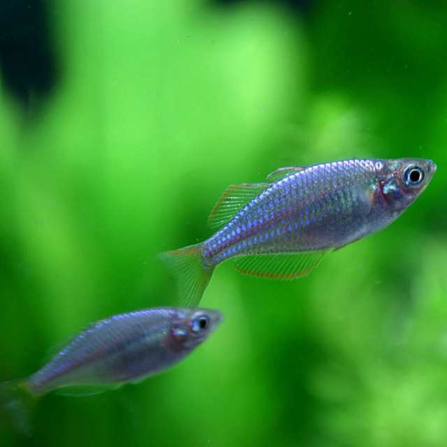 (熱帯魚)アノマロクロミス　トーマシー　約2-3cm　5匹