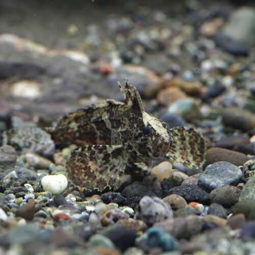 熱帯魚 生体 淡水ハオコゼ 約４cm ５匹 水槽 熱帯魚 観賞魚 飼育 生体 通販 販売 アクアリウム あくありうむ の通販はau Pay マーケット 熱帯魚通販のネオス