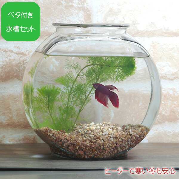 ベタ飼育セット ベーシック 太鼓鉢タイプ 水槽セット 飼育セット 水槽 熱帯魚 観賞魚 飼育 セット水槽 オブジェ 生体 の通販はau Pay マーケット 熱帯魚通販のネオス