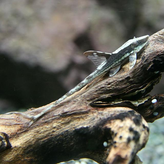 (熱帯魚 生体) ロイヤルファロウェラ　（約１０cm）（１匹） 【水槽/熱帯魚/観賞魚/飼育】【生体】【通販/販売】【アクアリウム/あくありうむ】