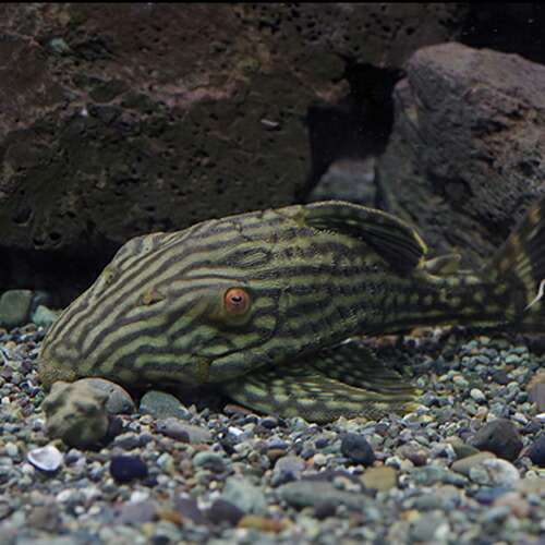 (熱帯魚 生体) ロイヤルプレコ　（約15cm）（１匹）  【水槽/熱帯魚/観賞魚/飼育】【生体】【通販/販売】【アクアリウム/あくありうむ】