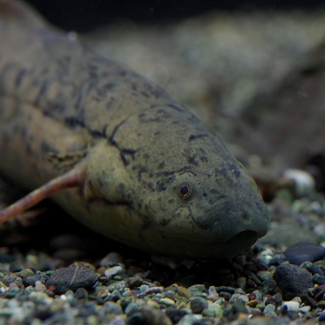 (熱帯魚 生体) プロトプテルス　アネクテンス　（約１５-２５cm）（１匹） 【水槽/熱帯魚/観賞魚/飼育】【生体】【通販/販売】【アクアリウム/あくありうむ】 