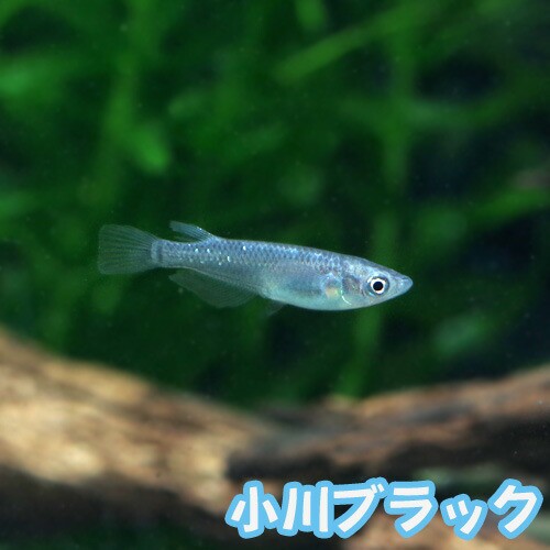 日淡 小川ブラックメダカ 5匹 水槽 熱帯魚 観賞魚 飼育 生体 通販 販売 アクアリウム あくありうむ の通販はau Pay マーケット 熱帯魚通販のネオス