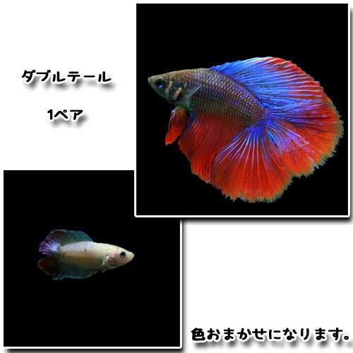 熱帯魚 生体 ベタ ダブルテール １ペア 水槽 熱帯魚 観賞魚 飼育 生体 通販 販売 アクアリウム あくありうむ の通販はau Pay マーケット 熱帯魚通販のネオス