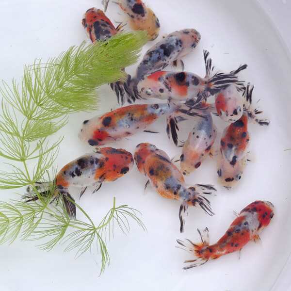 金魚 生体 国産 江戸錦 ５ ６cm １匹 水槽 熱帯魚 観賞魚 飼育 生体 通販 販売 アクアリウム あくありうむ の通販はau Pay マーケット 熱帯魚通販のネオス