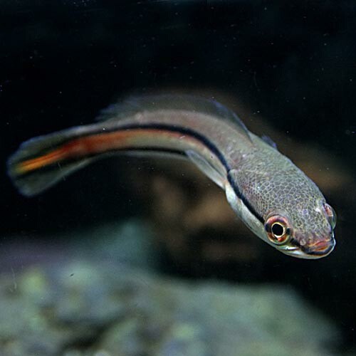 熱帯魚 生体 レッドスネークヘッド 約12cm １匹 水槽 熱帯魚 観賞魚 飼育 生体 通販 販売 アクアリウム あくありうの通販はau Pay マーケット 熱帯魚通販のネオス