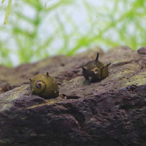 貝 サザエ石巻貝 ６匹 水槽 熱帯魚 観賞魚 飼育 生体 通販 販売 アクアリウム あくありうむ の通販はau Pay マーケット 熱帯魚通販のネオス