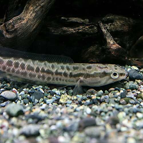(熱帯魚 生体)ライギョ　（約15cm）（１匹）の通販は