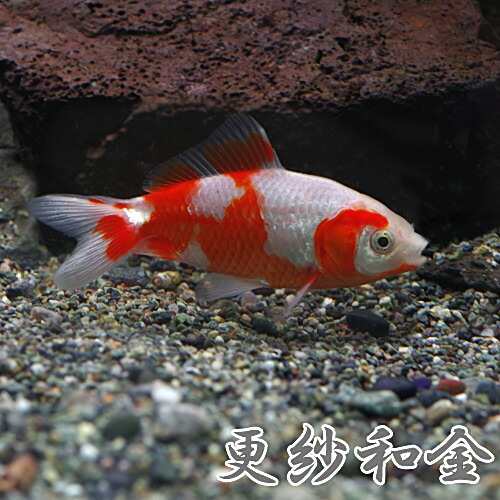 金魚 生体 更紗和金 約７cm １匹 水槽 熱帯魚 観賞魚 飼育 生体 通販 販売 アクアリウム あくありうむ の通販はau Pay マーケット 熱帯魚通販のネオス