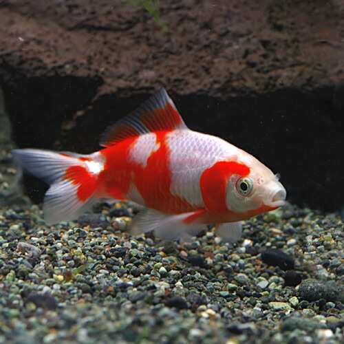 金魚 生体 更紗和金 約７cm １匹 水槽 熱帯魚 観賞魚 飼育 生体 通販 販売 アクアリウム あくありうむ の通販はau Pay マーケット 熱帯魚通販のネオス