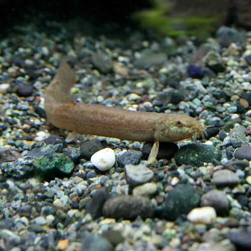 日淡 ドジョウ 約８ １０cm １０匹 水槽 熱帯魚 観賞魚 飼育 生体 通販 販売 アクアリウム あくありうむ の通販はau Pay マーケット 熱帯魚通販のネオス