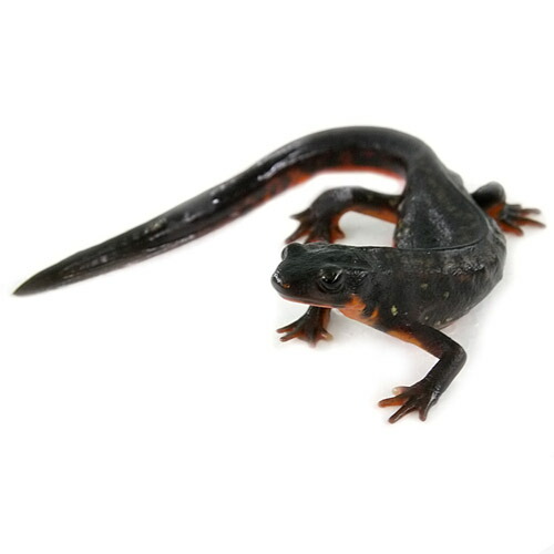 両生類 シリケンイモリ ８ １０ｃｍ １匹 水槽 熱帯魚 観賞魚 飼育 生体 通販 販売 アクアリウム あくありうむ の通販はau Pay マーケット 熱帯魚通販のネオス