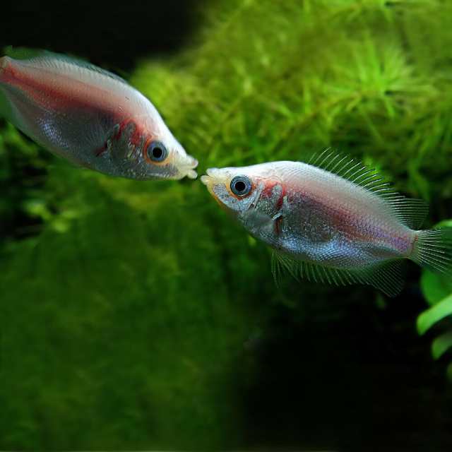 熱帯魚 生体 キッシンググラミー 約４cm ３匹 水槽 熱帯魚 観賞魚 飼育 生体 通販 販売 アクアリウム あくありうの通販はau Pay マーケット 熱帯魚通販のネオス