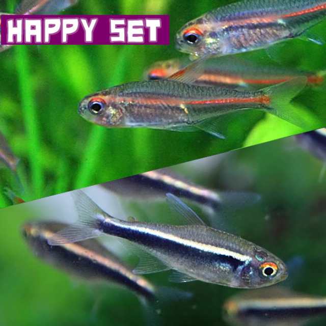 熱帯魚 生体 バリューセット グローライトテトラ 約２cm ８匹 ブラックネオンテトラ 約２cm ８匹 水槽 熱帯魚 観賞魚 飼育の通販はau Pay マーケット 熱帯魚通販のネオス