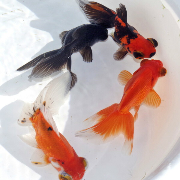 (金魚 生体) ミックス出目金　（約５-８cm）（５匹）  【水槽/熱帯魚/観賞魚/飼育】【生体】【通販/販売】【アクアリウム/あくありうむ】