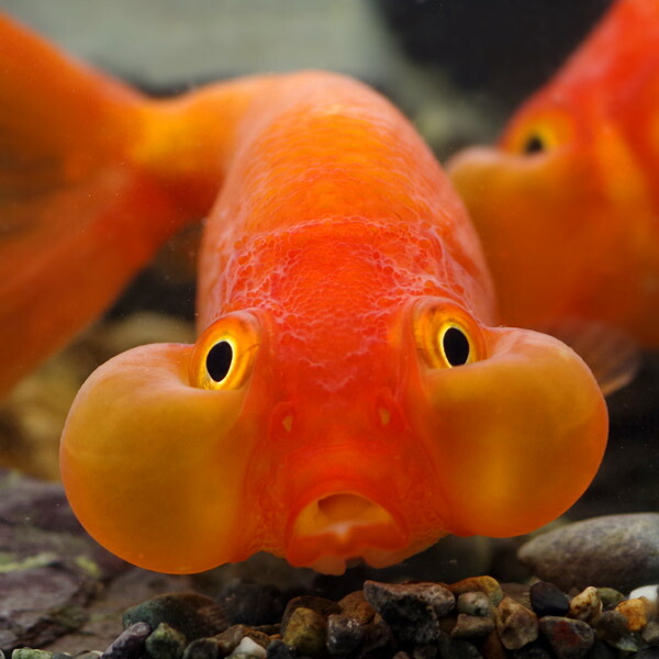 金魚 生体 水泡眼 約6 7cm １匹 水槽 熱帯魚 観賞魚 飼育 生体 通販 販売 アクアリウム あくありうむ の通販はau Pay マーケット 熱帯魚通販のネオス