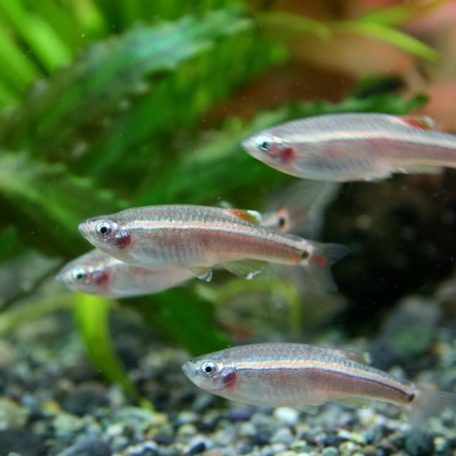 (熱帯魚 生体) アカヒレ（Ｌサイズ　約３cm）（２００ 匹） 【水槽/熱帯魚/観賞魚/飼育】【生体】【通販/販売】【アクアリウム/あくありうむ】_2