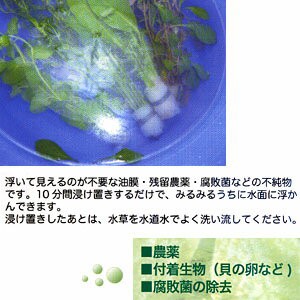 ネコポス290円ａｉネット 水草その前に 農薬 付着生物を安全に除去 水槽 熱帯魚 観賞魚 飼育 生体 通販 販売 の通販はau Pay マーケット 熱帯魚通販のネオス