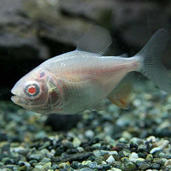 熱帯魚 生体 アルビノレッドコロソマ 約４cm １匹 水槽 熱帯魚 観賞魚 飼育 生体 通販 販売 アクアリウム あくありの通販はau Pay マーケット 熱帯魚通販のネオス