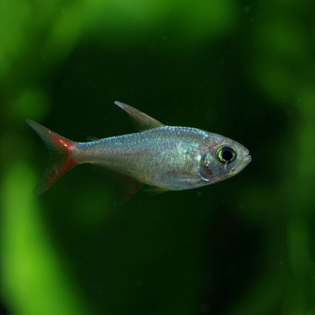 熱帯魚 生体 コロンビアレッドフィンテトラ 約３cm １０匹 水槽 熱帯魚 観賞魚 飼育 生体 通販 販売 アクアリウム の通販はau Pay マーケット 熱帯魚通販のネオス