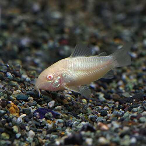 熱帯魚 生体 コリドラス アルビノ アエネウス 約３cm ３匹 水槽 熱帯魚 観賞魚 飼育 生体 通販 販売 アクアリウムの通販はau Pay マーケット 熱帯魚通販のネオス