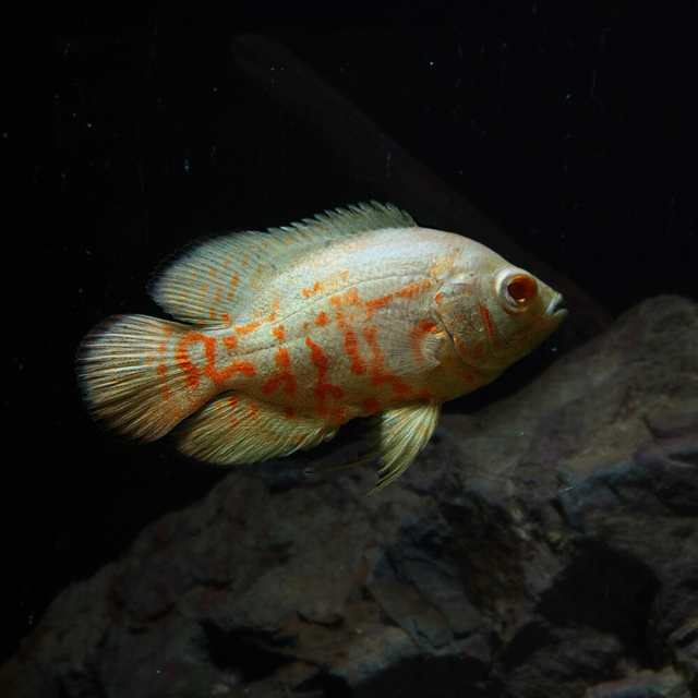 熱帯魚 生体 アルビノタイガーオスカー 約４cm １匹 水槽 熱帯魚 観賞魚 飼育 生体 通販 販売 アクアリウム あくの通販はau Pay マーケット 熱帯魚通販のネオス